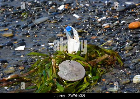 Art original par moi. Griffe de crabe tenant un marbre bleu dans des algues avec un dollar de sable sur la plage. Banque D'Images