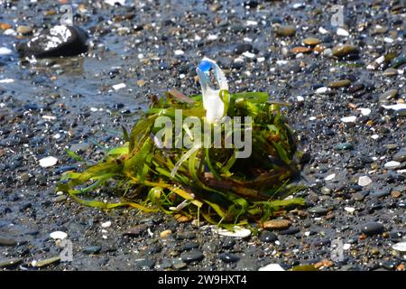 Art original par moi. Griffe de crabe tenant un marbre bleu dans les algues sur la plage. Banque D'Images