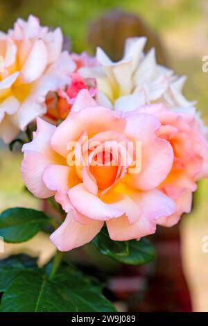 Vue en gros plan de grappe de parfum David Austin compassion rose en fleur dans le jardin de juin 2023 Carmarthenshire pays de Galles UK KATHY DEWITT Banque D'Images