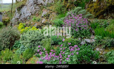 Mauve honnêteté plantes mauve en fleurs dans un jardin de rocaille rocaille sur le côté d'une falaise rocheuse en avril printemps Carmarthenshire pays de Galles UK KATHY DEWITT Banque D'Images