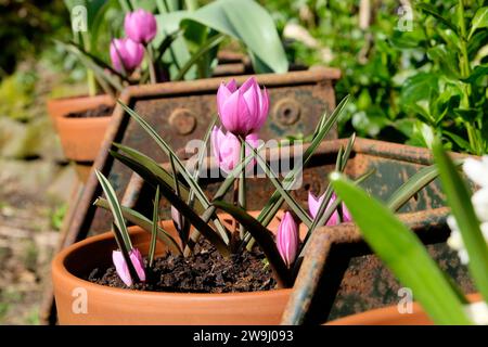 Espèces de mauve roses tulipes en fleur dans un pot en terre cuite dans un jardin de campagne au printemps mars 2020 Carmarthenshire West Wales UK. KATHY DEWITT Banque D'Images