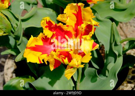 Gros plan pétales de tulipe rouge et jaune perroquet 'Texas Flame' vue d'en haut poussant dans le jardin au printemps avril 2020 pays de Galles Royaume-Uni. KATHY DEWITT Banque D'Images