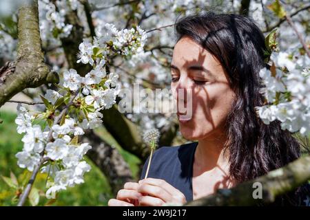 Femme soufflant un pissenlit dans un champ de cerisiers en Espagne. Floraison de fleurs blanches Banque D'Images