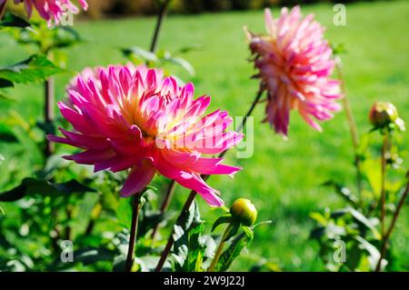 Dahlia sur fond de fleurs. L'accent sur fleur. Profondeur de champ. Banque D'Images
