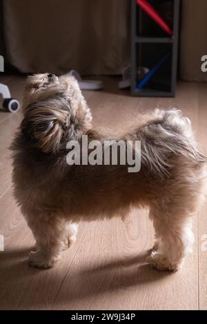 photographie, chien, animal de compagnie, animaux domestiques, ami, jeune, petit, chien, intérieur, mammifère, pedigree, adorable, regarder, maison, race, shih tzu, chien de race pure, Banque D'Images