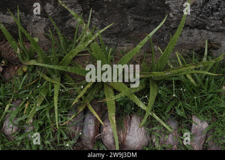 Vue à angle élevé de plusieurs plantes d'Aloe vera qui poussent sur le sol dans le jardin de la maison. Au Sri Lanka, cette plante médicinale connue sous le nom de Komarika Banque D'Images