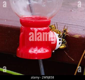 Gros plan de Yellow Jackets rampant et se nourrissant d'une mangeoire à colibris Banque D'Images