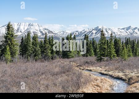 Bord de la ligne des arbres et de la toundra dans le parc national Denali avec des montagnes enneigées derrière, Alaska, USA Banque D'Images