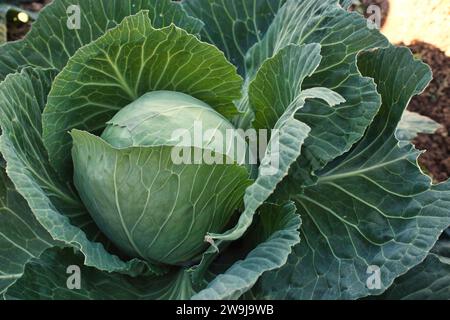 Plan rapproché d'un seul chou avec de grands ovaires poussant dans une parcelle de légumes dans un champ agricole biologique sur des terres agricoles Banque D'Images