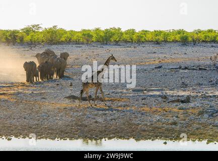 Troupeau familial d'éléphants marchant vers un point d'eau, avec une grande girafe au premier plan marchant loin - Parc National d'Etosha, Namibie Banque D'Images