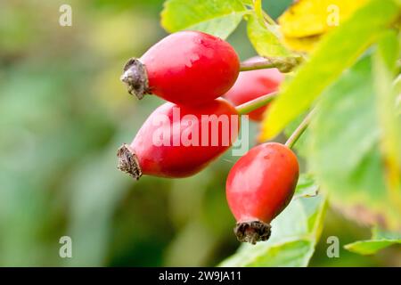 Rose de chien (rosa canina), gros plan d'un groupe de hanches rouges ou de fruits de l'arbuste sauvage commun. Banque D'Images