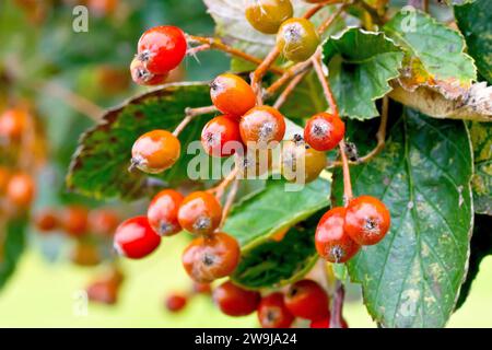 White Beam ou Whitebeam (sorbus aria), gros plan des baies ou des fruits mûrissant sur l'arbre au début de l'automne. Banque D'Images