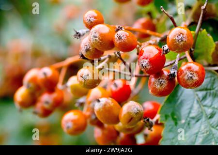 White Beam ou Whitebeam (sorbus aria), gros plan des baies ou des fruits mûrissant sur l'arbre au début de l'automne. Banque D'Images