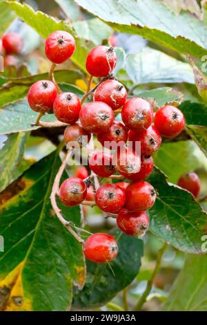 White Beam ou Whitebeam (sorbus aria), gros plan des baies ou des fruits mûrissant sur l'arbre au début de l'automne. Banque D'Images