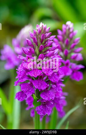 Ochidés de Madère (dactylorhiza foliosa) en fleurs Banque D'Images