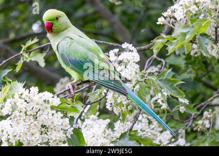 Parakeet à anneaux roses (Psittacula krameri) perché dans la branche d'un arbre Banque D'Images