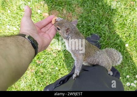 Un écureuil gris (Sciurus carolinensis) grimpe sur la jambe du photographe et prend une amande de sa main Banque D'Images