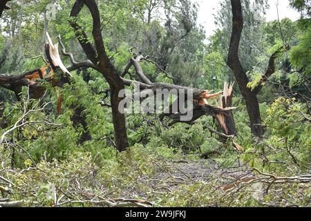 Arbres cassés et tombés de l'espèce Tipu arbre (Tipuana tipu) dans le parc Bosques de Palermo après une tempête dévastatrice le 18 12 2013 à Buenos Aires Banque D'Images