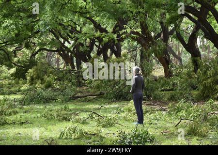 Arbres cassés et tombés de l'espèce Tipu arbre (Tipuana tipu) dans le parc Bosques de Palermo après une tempête dévastatrice le 18 12 2013 à Buenos Aires Banque D'Images