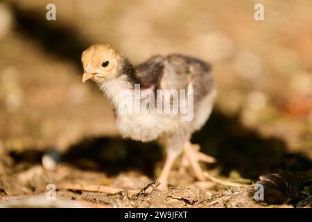 Poulet (Gallus domesticus), au sol, Bavière, Allemagne Banque D'Images