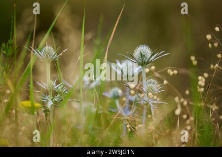 Eryngo bleu (Eryngium planum) poussant sur une prairie, contre la lumière du soleil, Bavière, Allemagne Banque D'Images