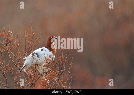 Saule ptarmigan (Lagopus lagopus), mâle, en plumage alterné, plumes du cou déjà de couleur brun rougeâtre, roses rouges prononcées, assis Banque D'Images