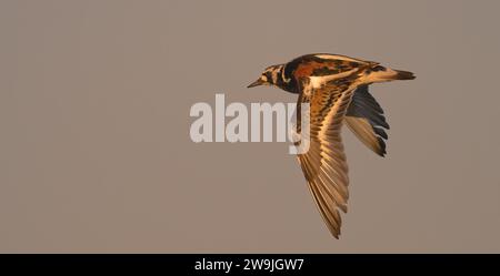 Ruddy turnstone (Arenaria interprètent) en vol, mâle, Varanger, Nord de la Norvège, Norvège Banque D'Images
