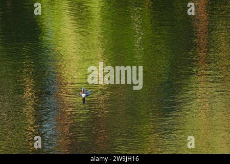 Plongeur à gorge rouge (Gavia stellata), mâle, en plumage splendide, nageant sur l'eau, reflets lumineux colorés dans l'eau, Finlande méridionale Banque D'Images