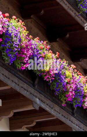 Fleurs d'été, pétunias (pétunia) et géraniums (Pelargonium) sur un balcon d'une ancienne ferme, Reit im Winkl, haute-Bavière, Bavière, Allemagne Banque D'Images