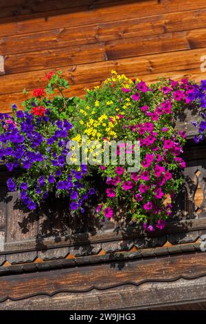 Fleurs d'été, pétunias (pétunia) et géraniums (Pelargonium) sur un balcon d'une ancienne ferme, Reit im Winkl, haute-Bavière, Bavière, Allemagne Banque D'Images