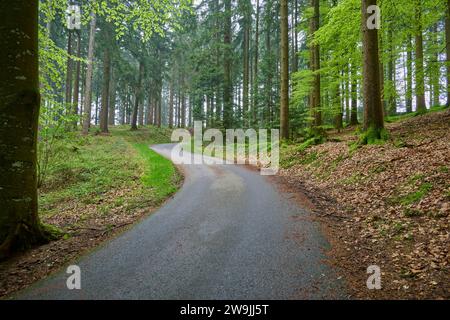 Une route sinueuse serpente à travers une forêt calme et verdoyante, printemps, Menzingen, pré-Alpes, Zoug, Canton de Zoug, Suisse Banque D'Images