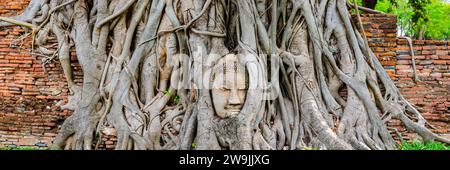 Tête de grès d'une statue de Bouddha, développée dans le réseau racinaire d'un figue étrangleur (Ficus religiosa), Wat Mahathat, Ayutthaya, Thaïlande Banque D'Images