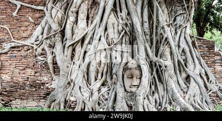 Tête de grès d'une statue de Bouddha, développée dans le réseau racinaire d'un figue étrangleur (Ficus religiosa), Wat Mahathat, Ayutthaya, Thaïlande Banque D'Images