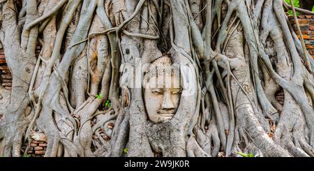 Tête de grès d'une statue de Bouddha, développée dans le réseau racinaire d'un figue étrangleur (Ficus religiosa), Wat Mahathat, Ayutthaya, Thaïlande Banque D'Images