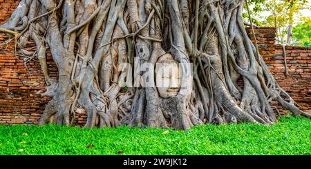 Tête de grès d'une statue de Bouddha, développée dans le réseau racinaire d'un figue étrangleur (Ficus religiosa), Wat Mahathat, Ayutthaya, Thaïlande Banque D'Images