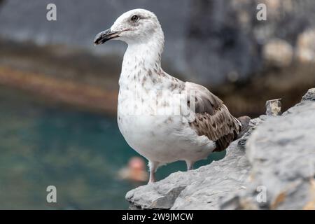 Portovenere, Italie, 30 juillet 2023. Mouette de taille moyenne, avec manteau gris et pattes jaunes Banque D'Images