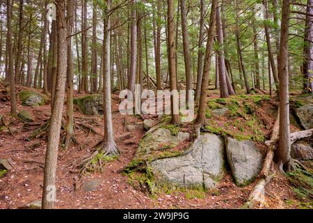 Un plancher forestier recouvert d'aiguilles de pin montre les racines exposées des pins qui s'accrochent aux rochers du bouclier canadien dans le parc provincial Silent Lake. Banque D'Images