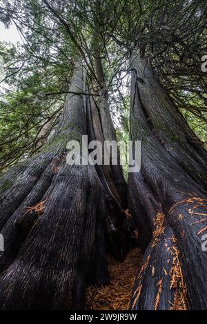 Old Cedar Groove sur Moscow Mountain, Idaho Banque D'Images