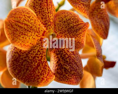 Orchid Banque D'Images