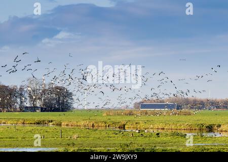 Paysage de polder ensoleillé Zaanse Rietveld près de la ville néerlandaise d'Alphen aan den Rijn avec ciel bleu et nuages de voile avec de grands troupeaux de lapins migrateurs Banque D'Images