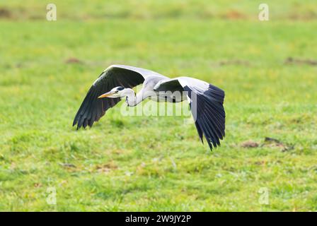 Portrait d'un Héron gris observateur volant à basse altitude, Ardea cinerea, au-dessus d'une prairie verte et gardant un contact visuel pendant son passage Banque D'Images