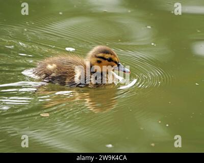 Mignon canard colvert moelleux (Anas platyrhynchos) faisant des ondulations dans l'eau calme alors qu'il nage à vitesse maximale - Angleterre, Royaume-Uni Banque D'Images