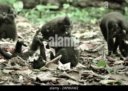 Les juvéniles de macaque à crête (Macaca nigra) ont une activité sociale en faisant des contacts physiques sur le sol dans la forêt de Tangkoko, Sulawesi du Nord, en Indonésie. Un article de recherche de mai 2023 écrit par une équipe de primatologues dirigée Nia Parry-Howells, publié par International Journal of Primatology, a révélé que les macaques à crête avec un état élevé de «sociabilité» et de «dominance» sont très probablement les individus qui sont dans l'état de «bien-être». La recherche, bien qu'elle ait été menée dans le zoo, a confirmé l'existence d'un même modèle qui se produit aux individus vivant dans la nature, où... Banque D'Images