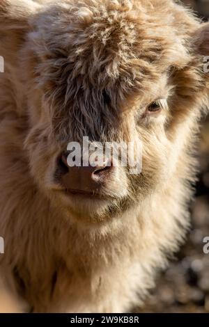 Gros plan de veau Highland Cattle avec une fourrure shaggy légèrement bronzée en fin d'après-midi Banque D'Images