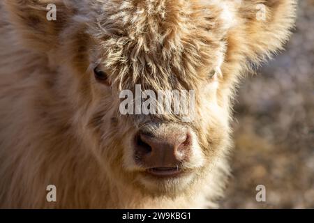 Gros plan de veau Highland Cattle avec une fourrure shaggy légèrement bronzée en fin d'après-midi Banque D'Images