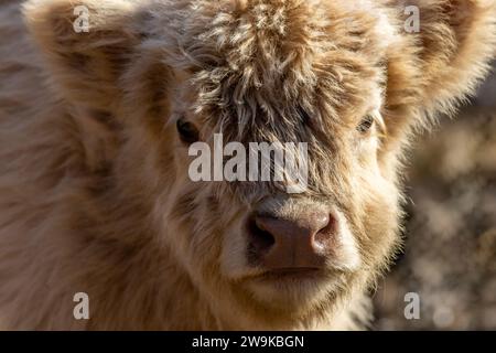 Gros plan de veau Highland Cattle avec une fourrure shaggy légèrement bronzée en fin d'après-midi Banque D'Images