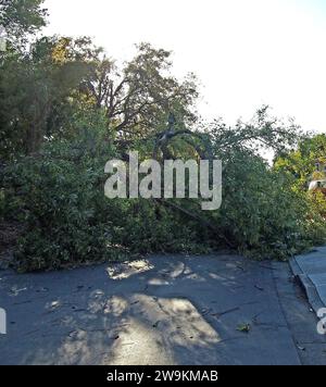 Un arbre tombé bloque une route après une tempête à Union City, en Californie Banque D'Images