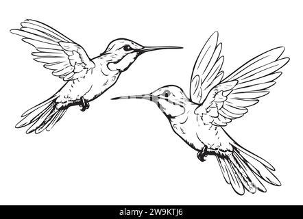 Hummingbird, dessin dessiné à la main dans l'illustration de style Doodle Illustration de Vecteur