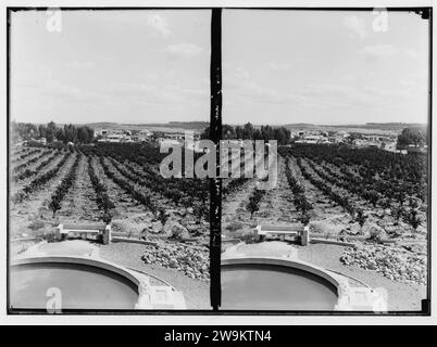 Les colonies sionistes sur Sharon. Borochov. Montrant culture orange. Banque D'Images