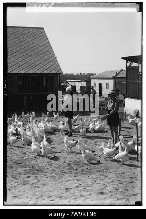 Les colonies sionistes sur Sharon. Borochov. Ferme des filles, l'alimentation de la volaille Banque D'Images